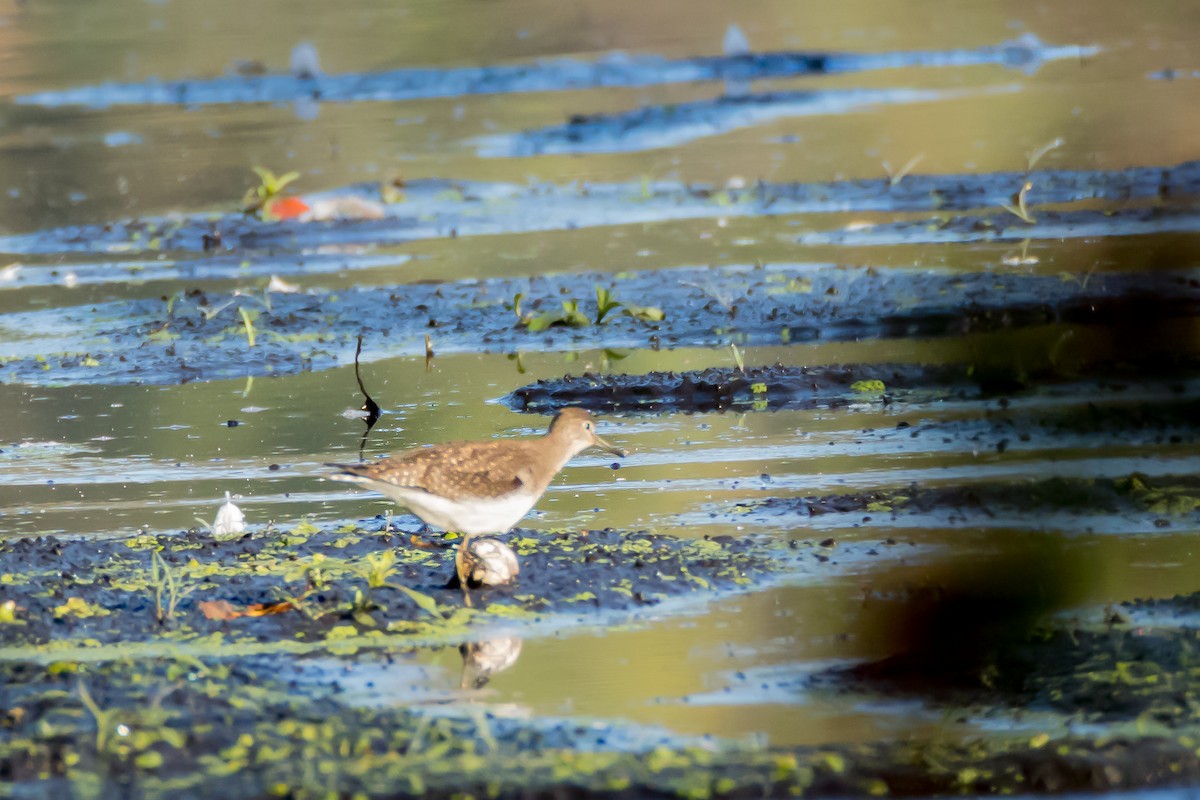 eremittsnipe - ML643275123