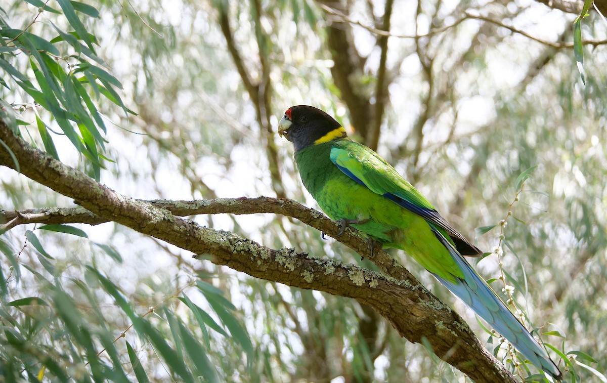 Australian Ringneck (Twenty-eight) - ML643275180