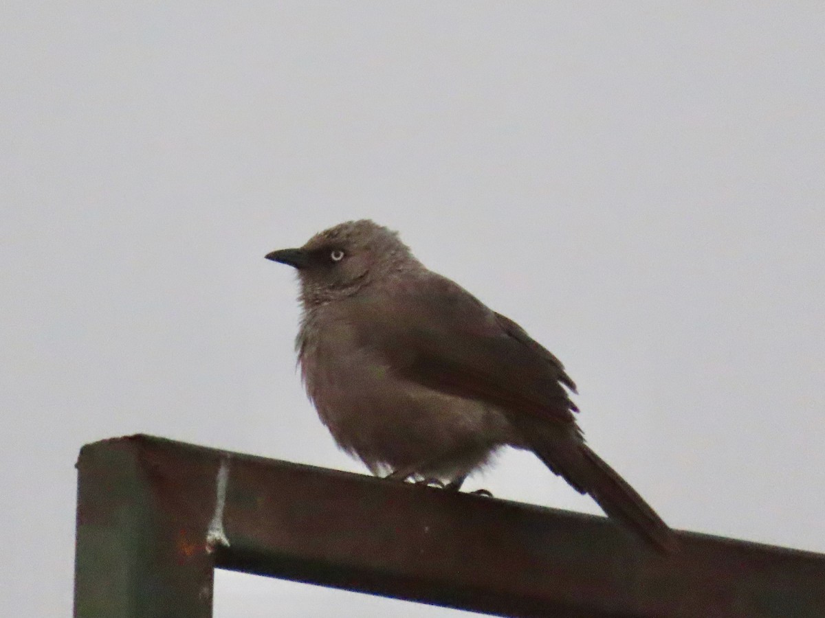 Black-lored Babbler - ML643275183