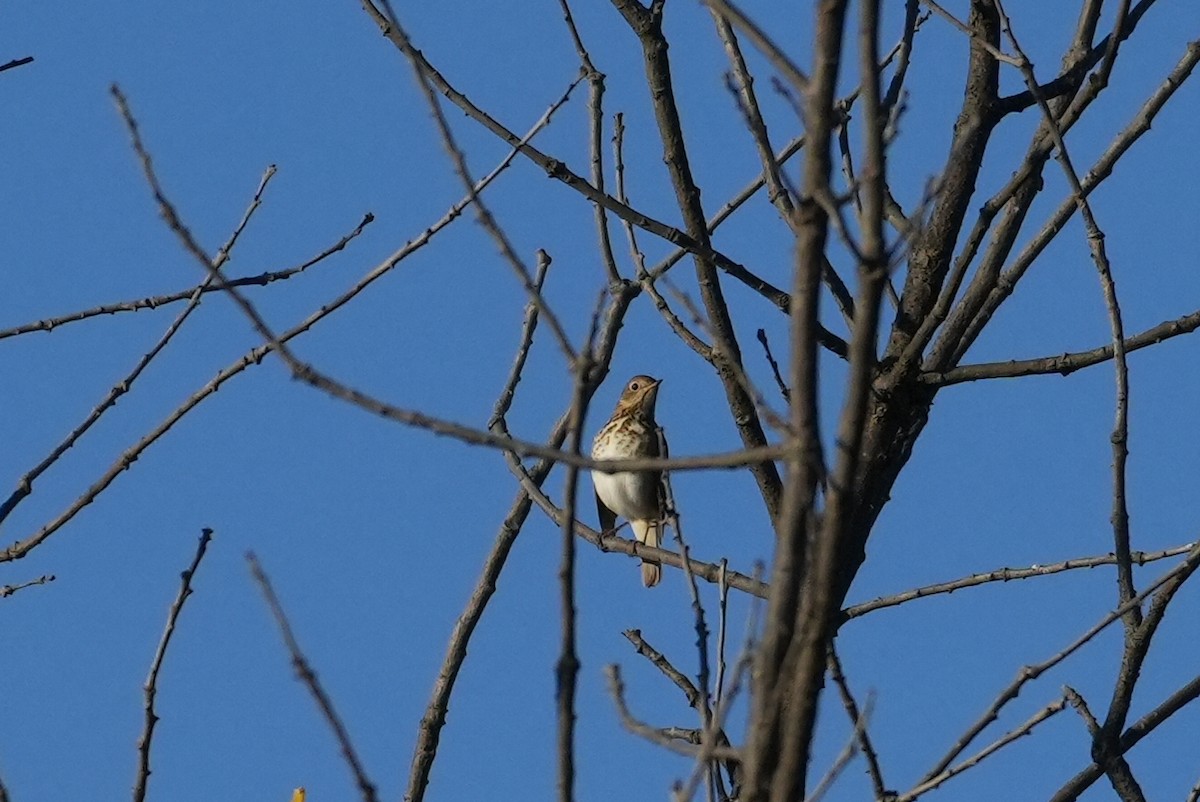 Hermit Thrush - ML643275228