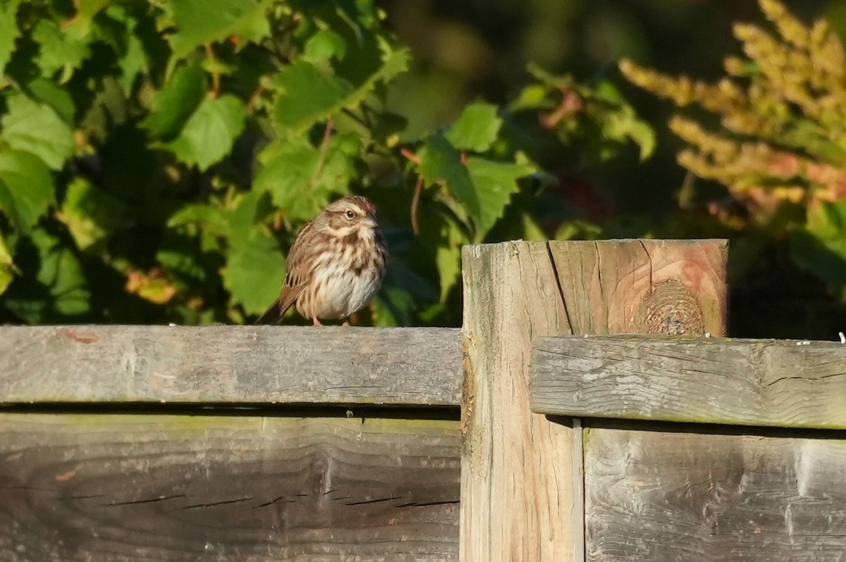 Song Sparrow - ML643275232