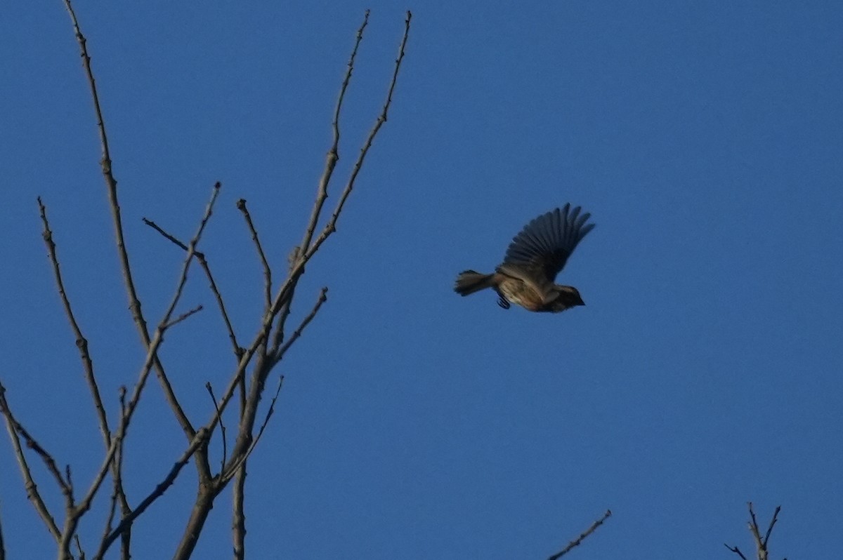 Purple Finch - ML643275236