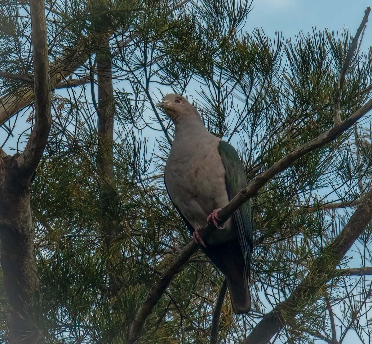 Green Imperial-Pigeon - ML643275247