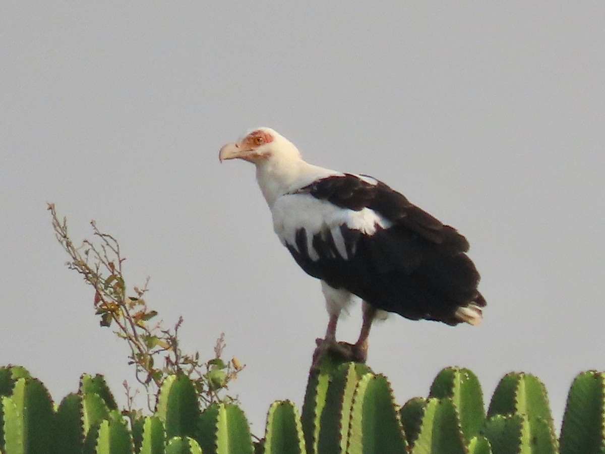 Palm-nut Vulture - ML643275358