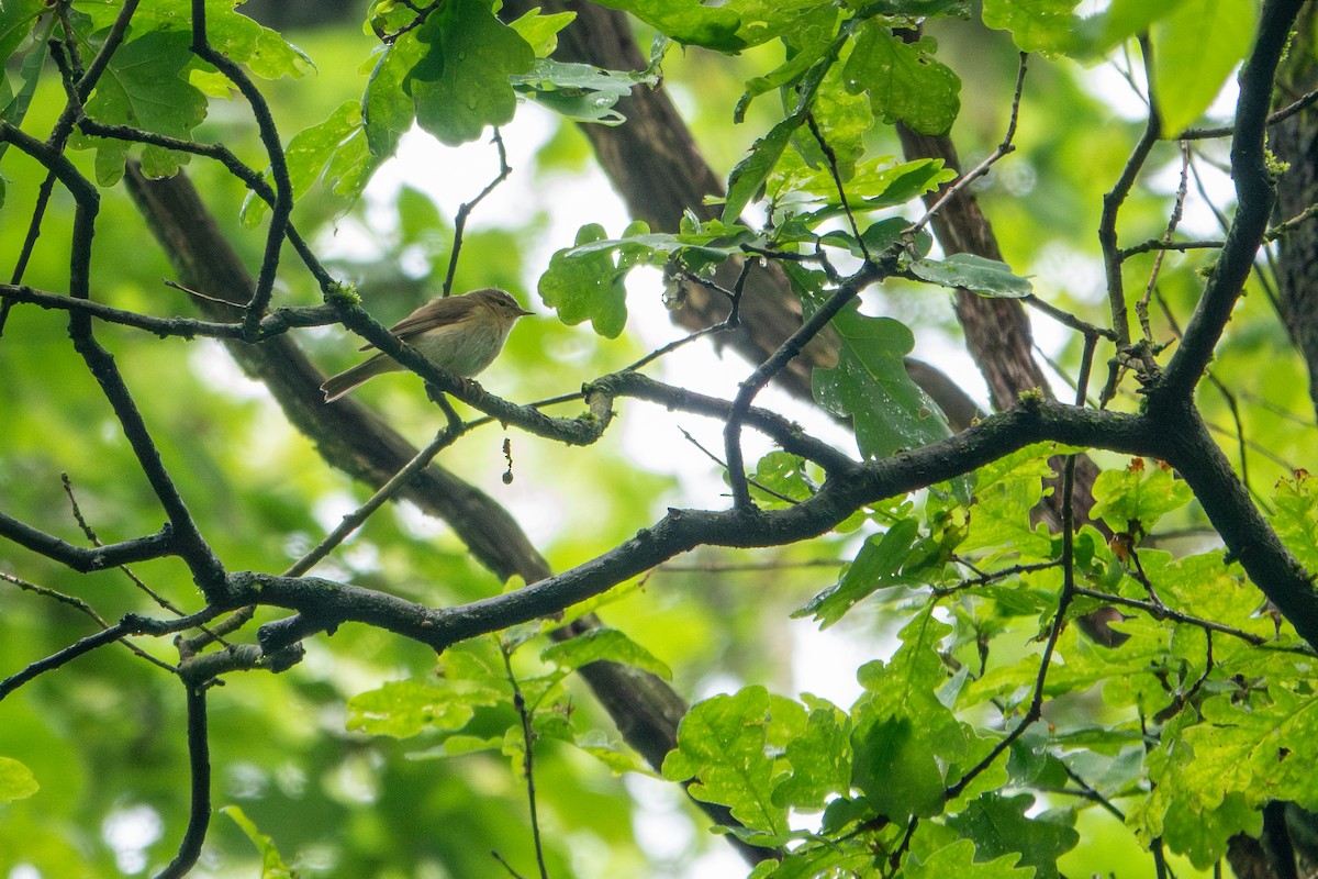 Iberian Chiffchaff - ML643275363
