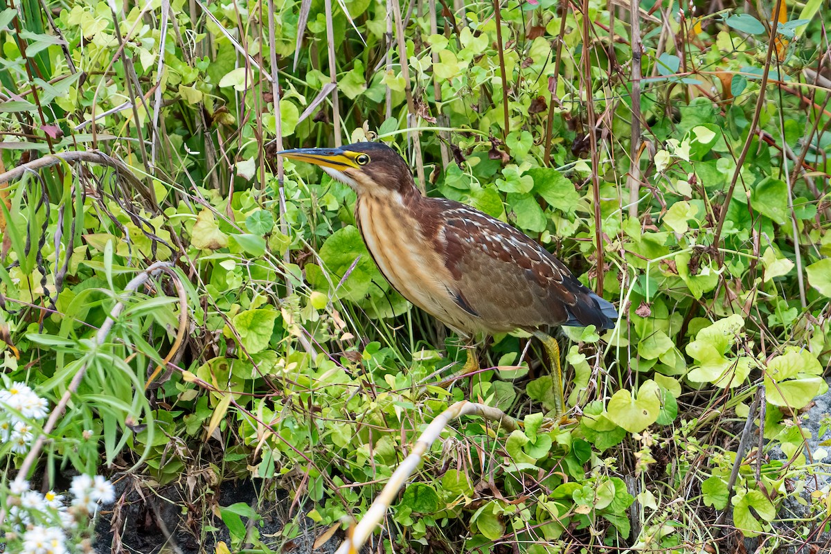 Schrenck's Bittern - ML643275365