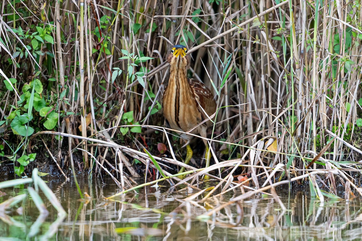 Schrenck's Bittern - ML643275366
