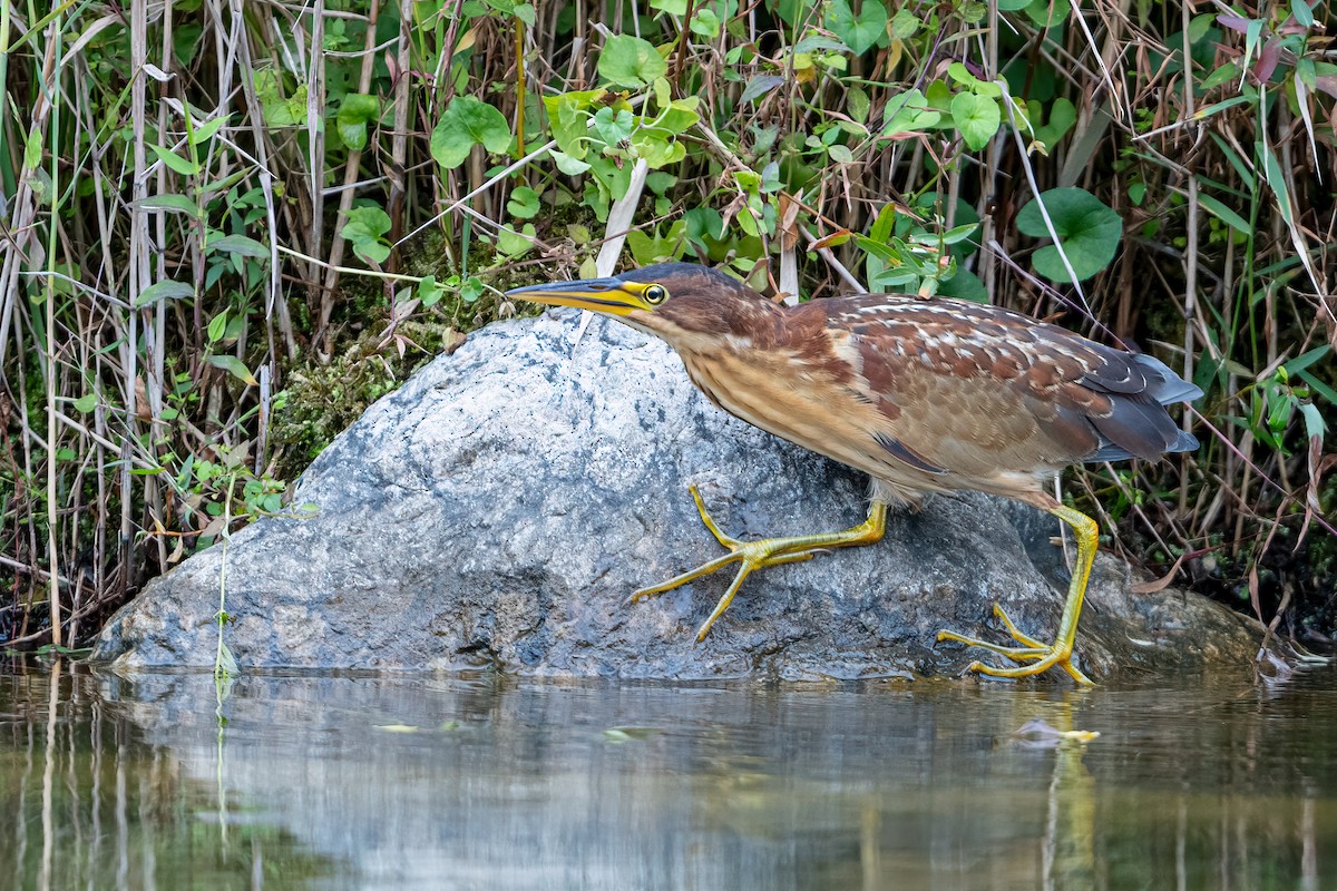 Schrenck's Bittern - ML643275367