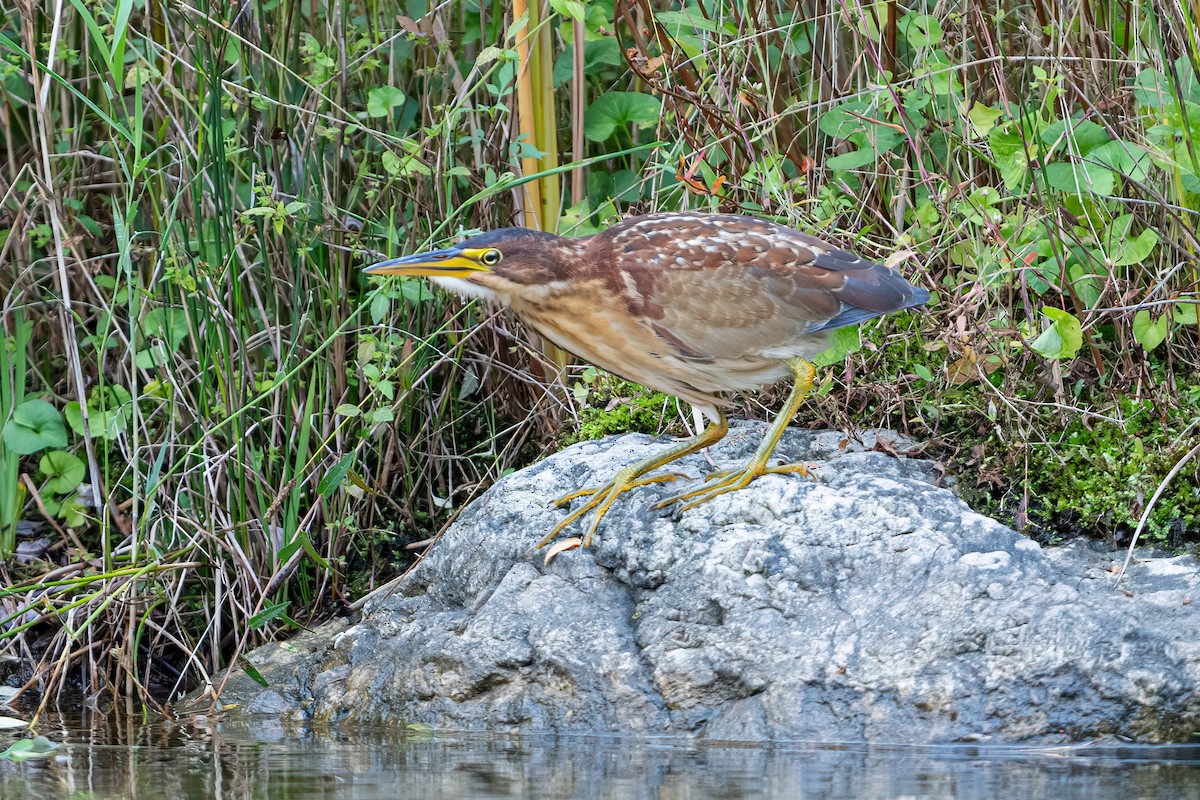 Schrenck's Bittern - ML643275368