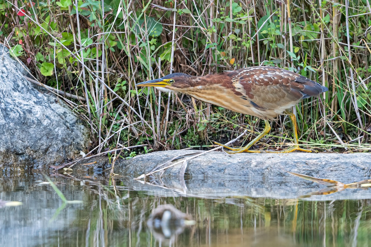 Schrenck's Bittern - ML643275369