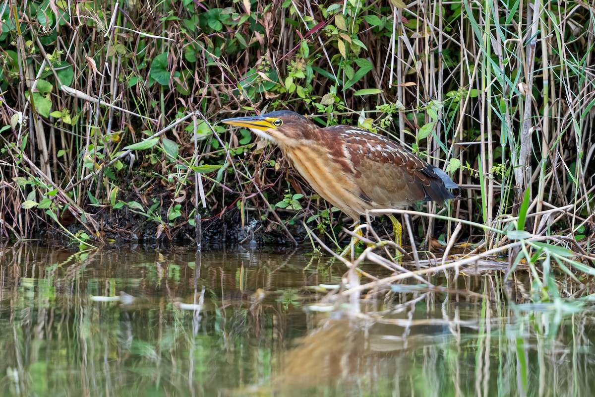 Schrenck's Bittern - ML643275370