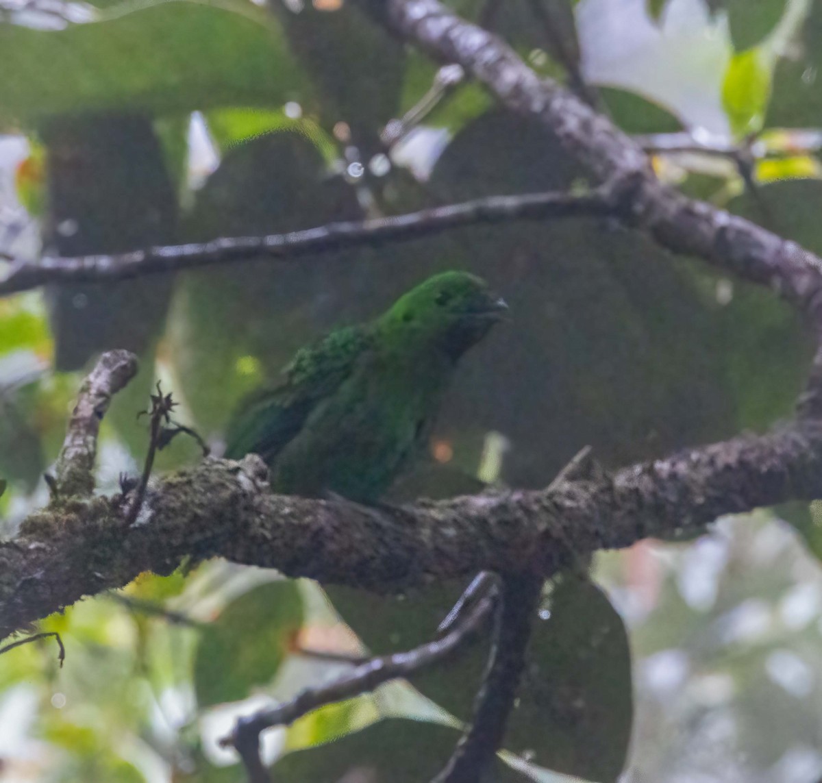 Whitehead's Broadbill - ML643275378