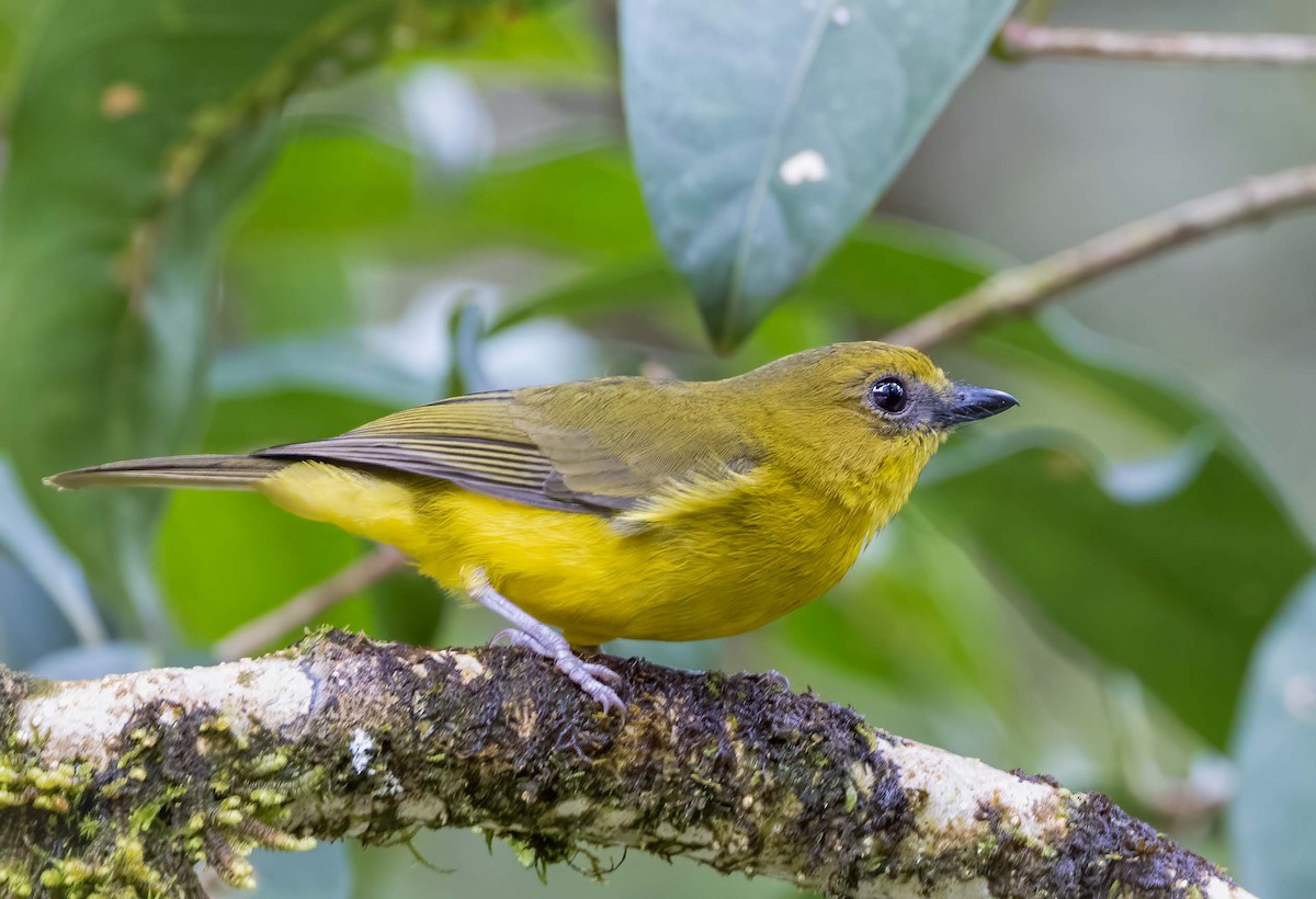 Bornean Whistler - ML643275384