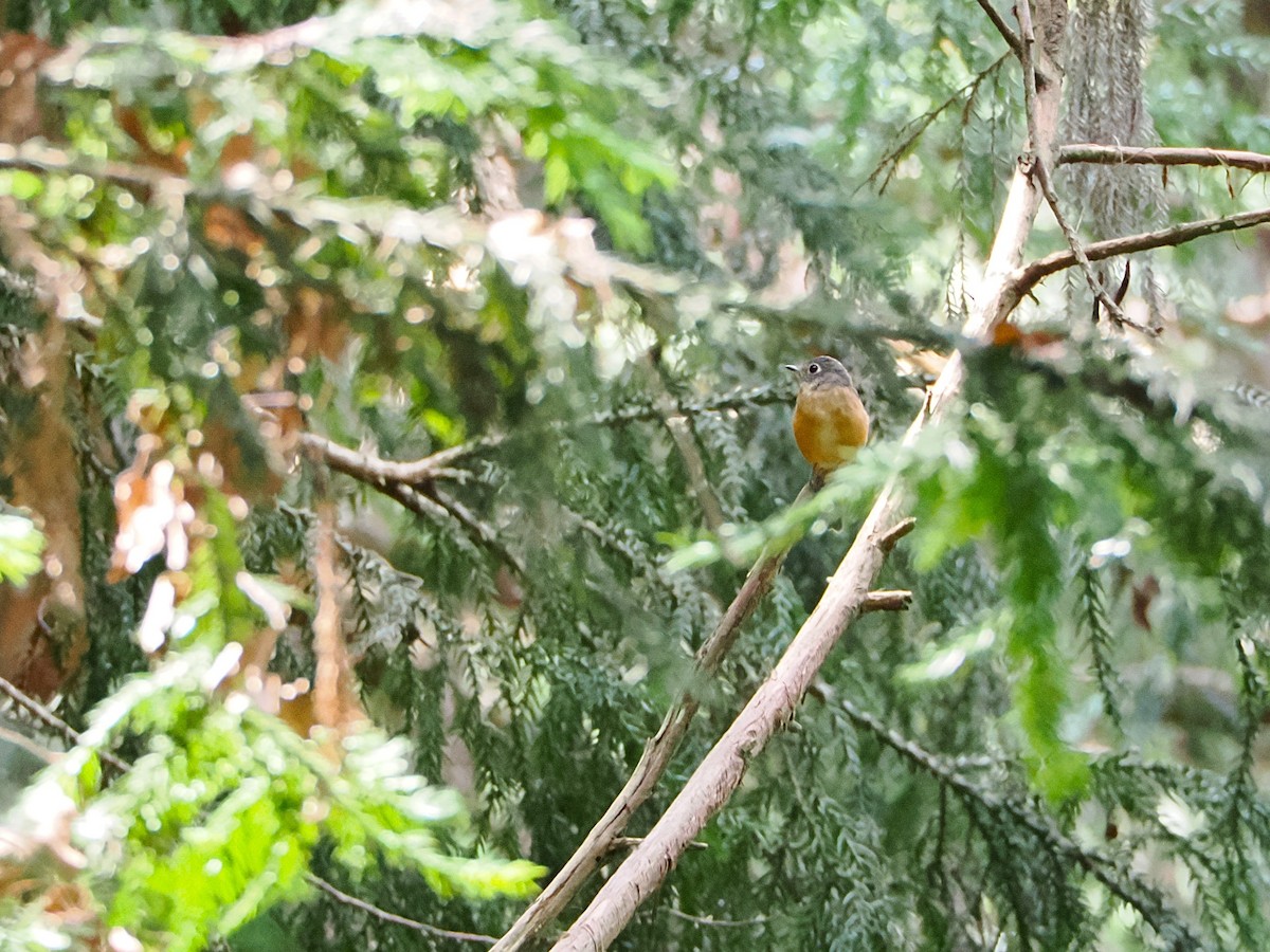 Ferruginous Flycatcher - ML643275402