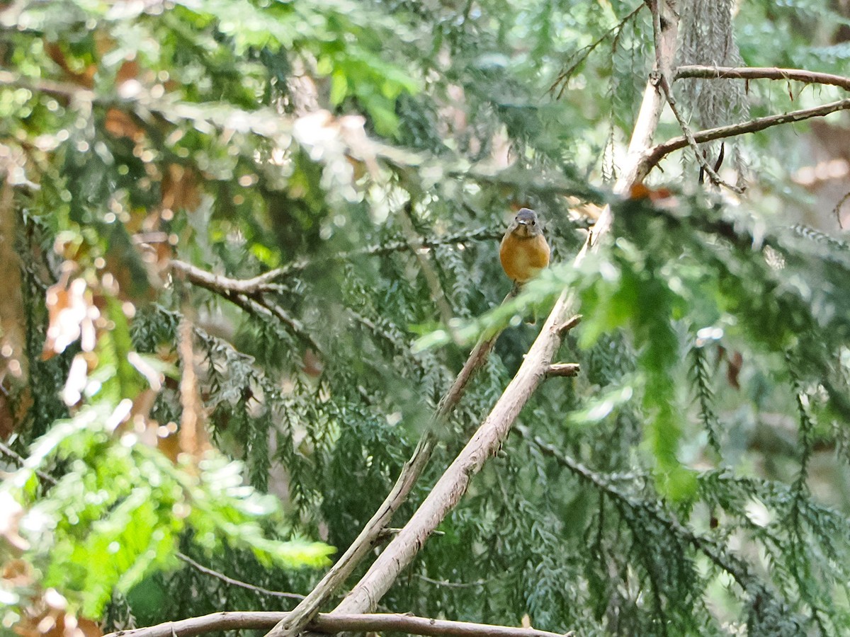 Ferruginous Flycatcher - ML643275403