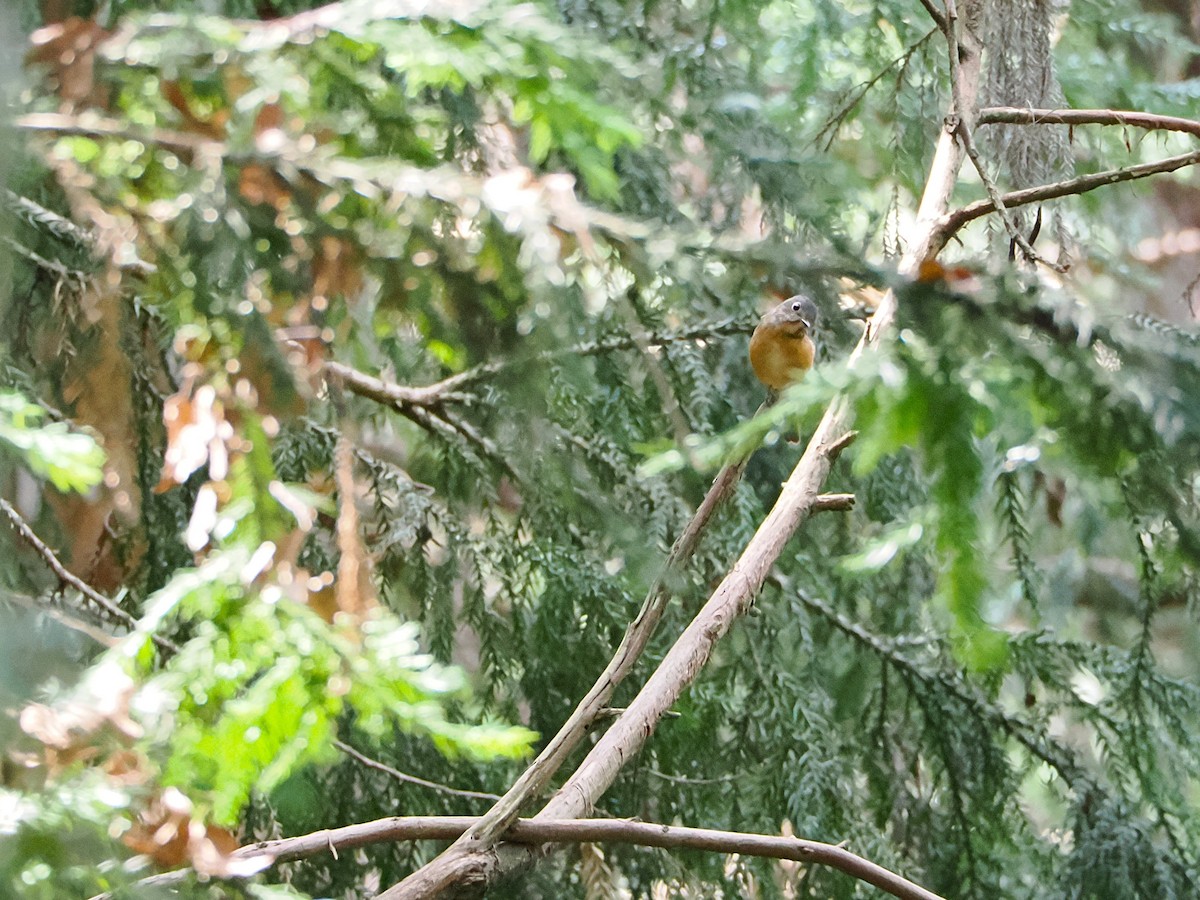 Ferruginous Flycatcher - ML643275404