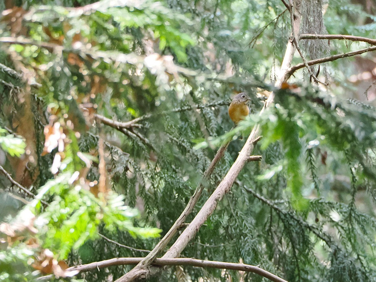 Ferruginous Flycatcher - ML643275405