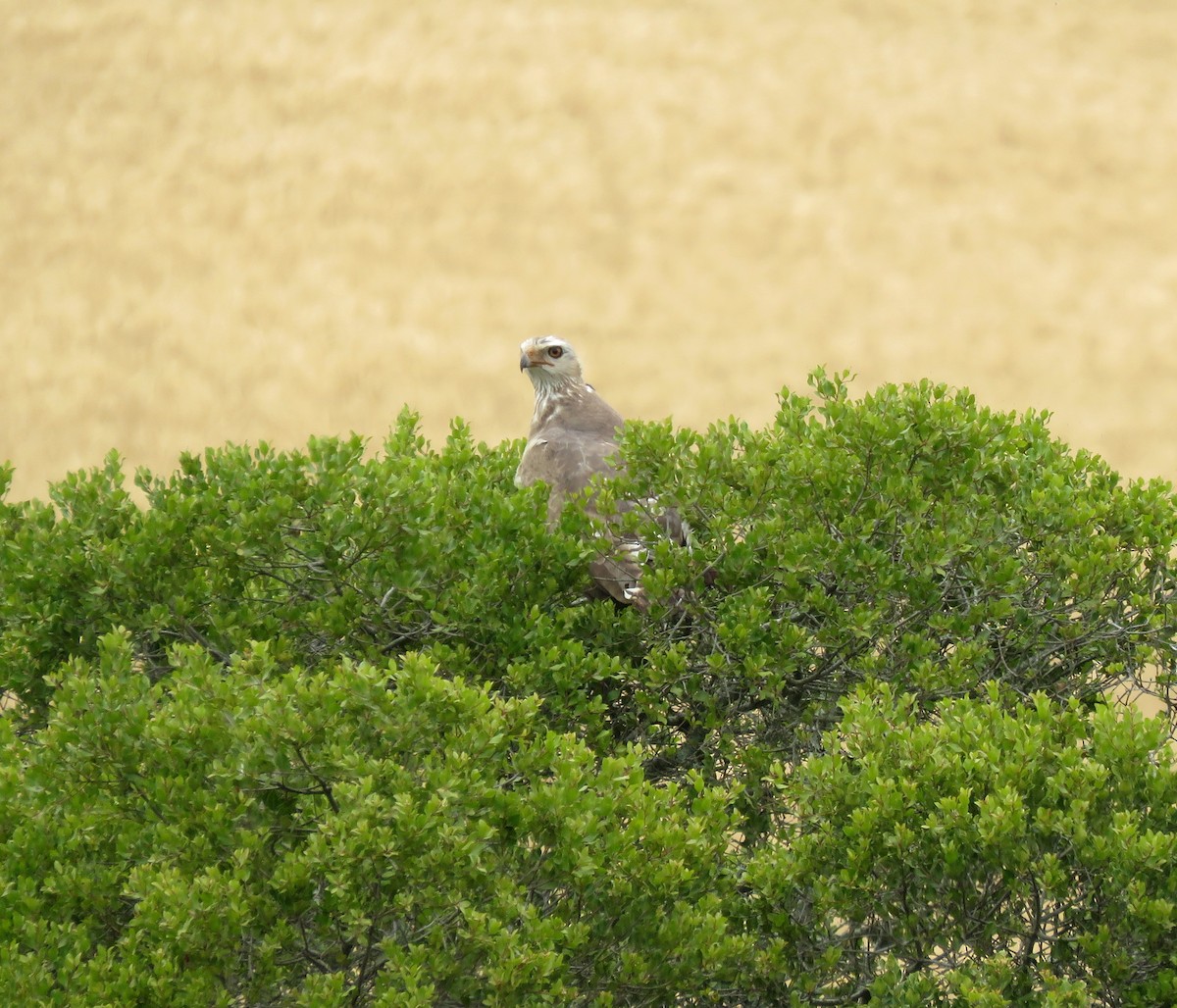 Pale Chanting-Goshawk - ML643275415