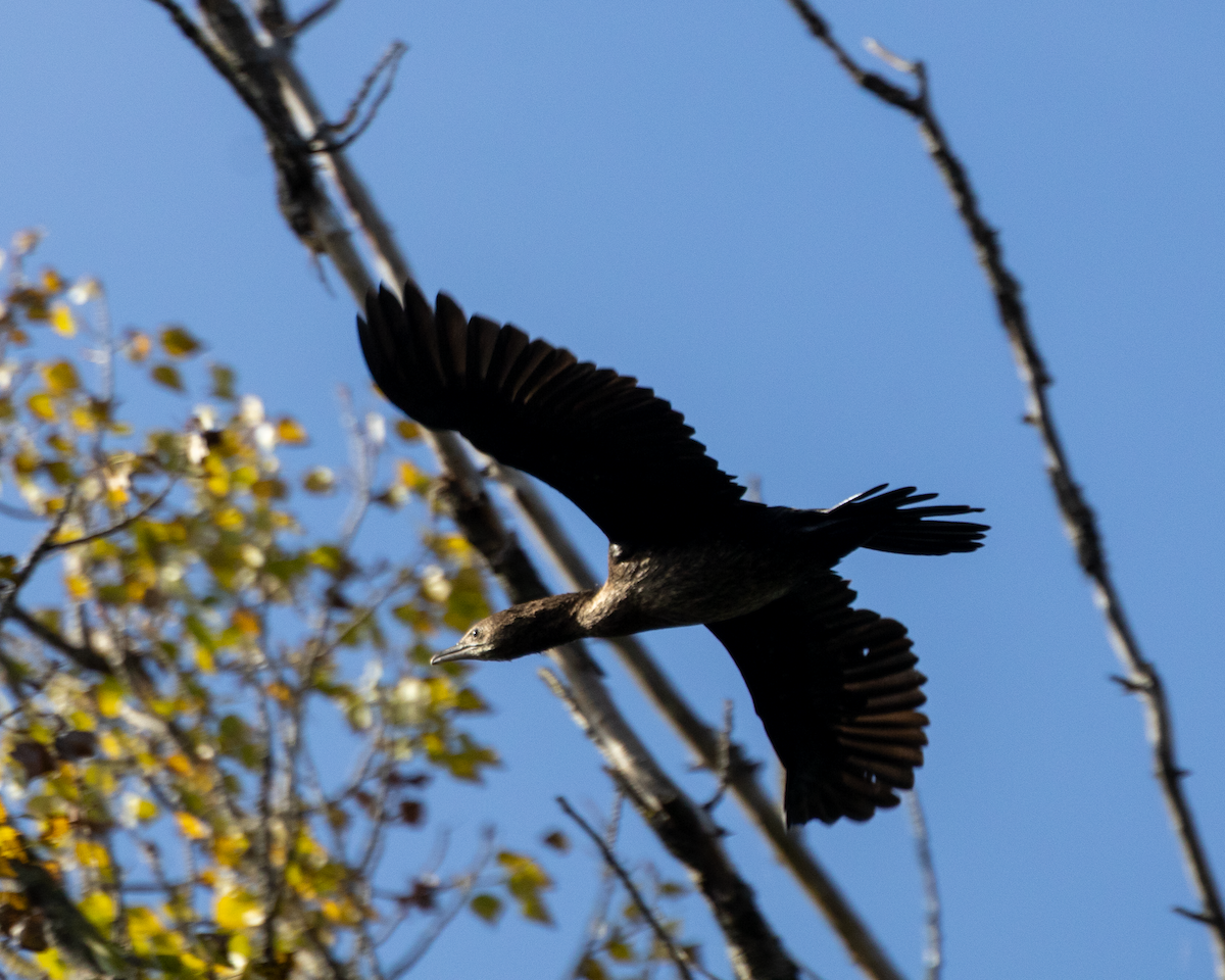 Pygmy Cormorant - ML643275461