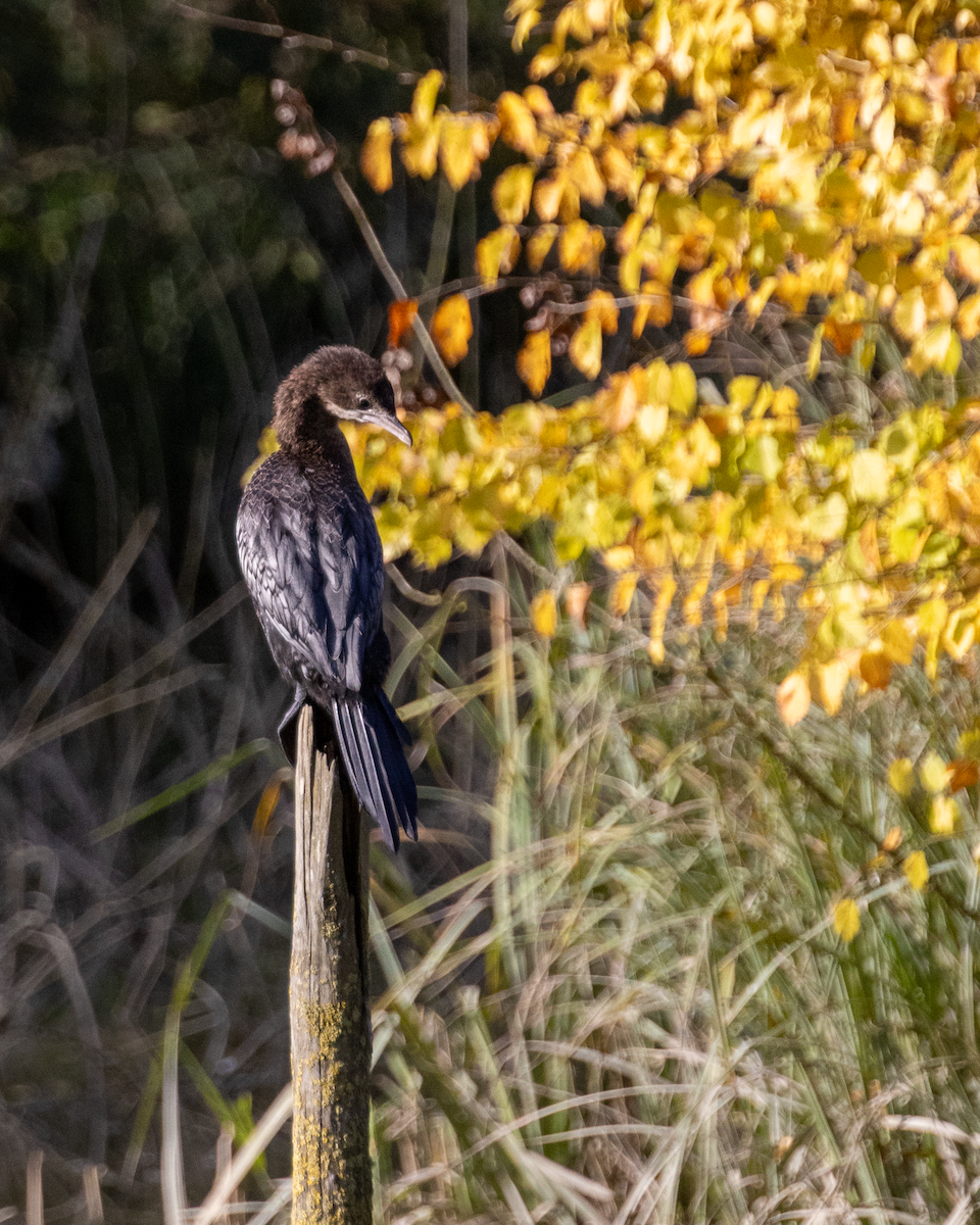Pygmy Cormorant - ML643275462