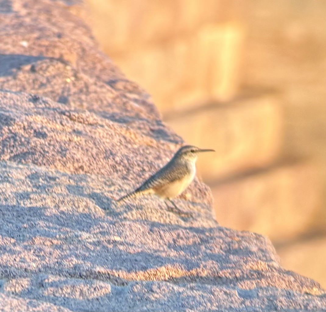 Rock Wren - ML643275532