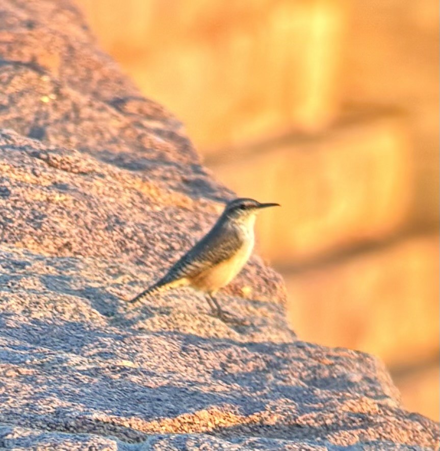 Rock Wren - ML643275533