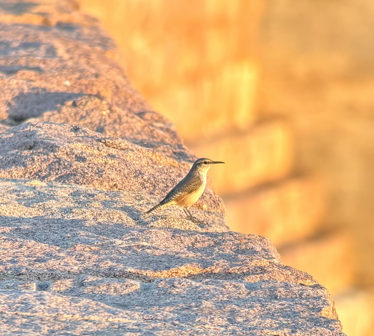 Rock Wren - ML643275534
