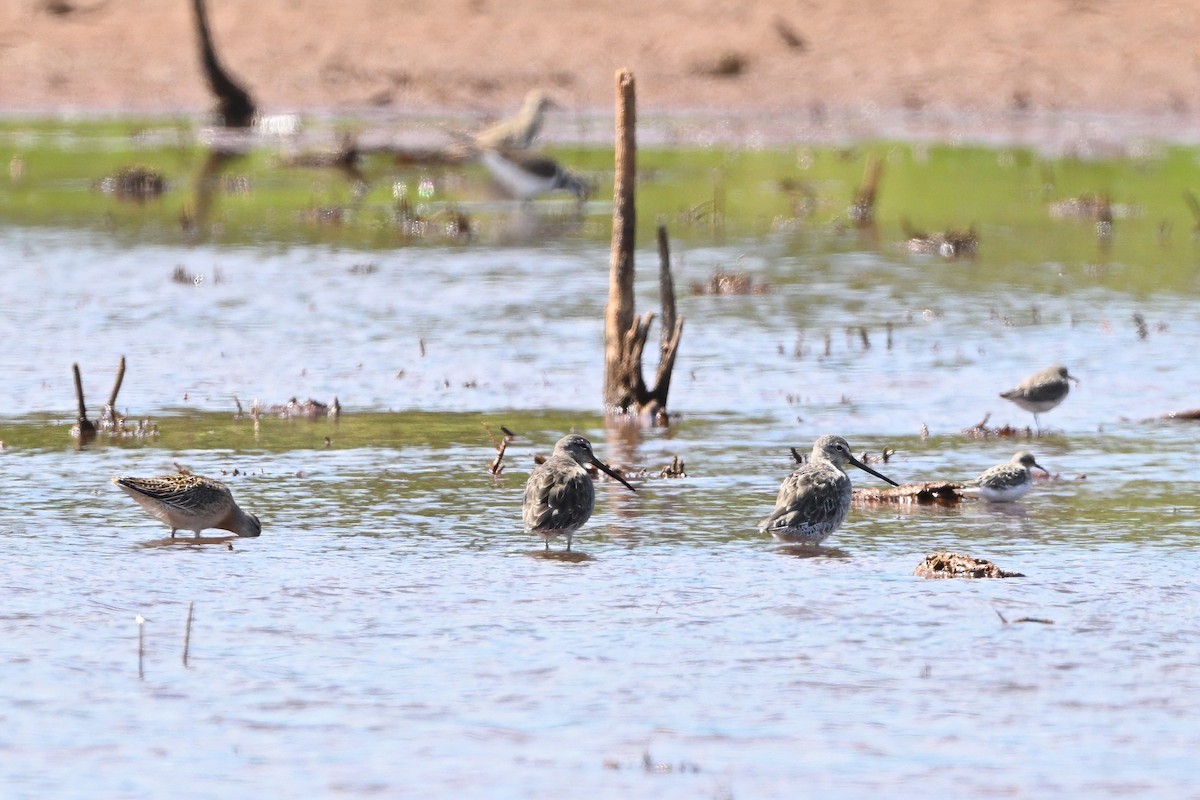 Long-billed Dowitcher - ML643275542