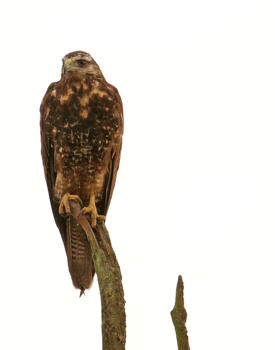 Black-chested Buzzard-Eagle - ML643275561