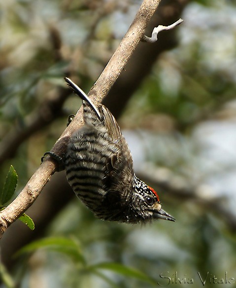 White-barred Piculet - ML643275574