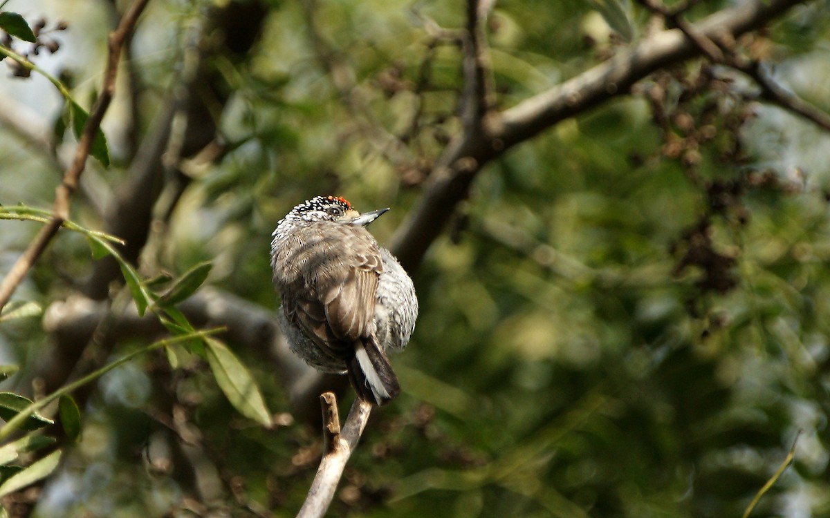 White-barred Piculet - ML643275575