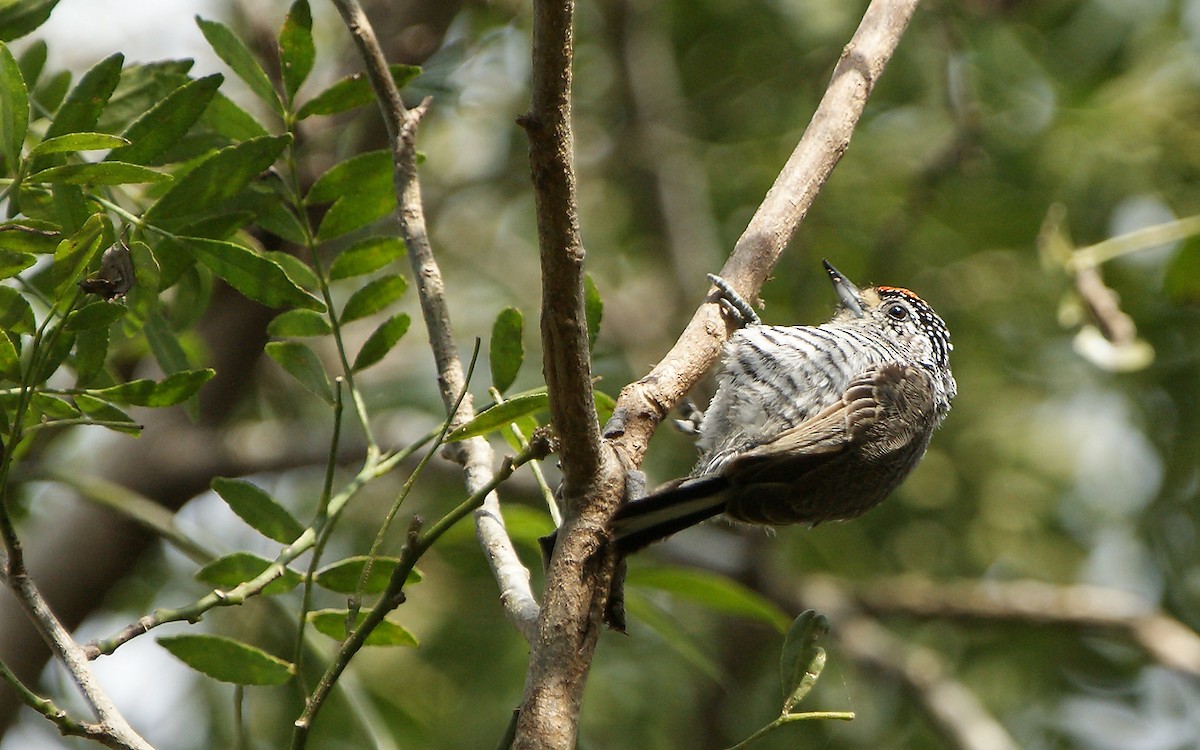 White-barred Piculet - ML643275576