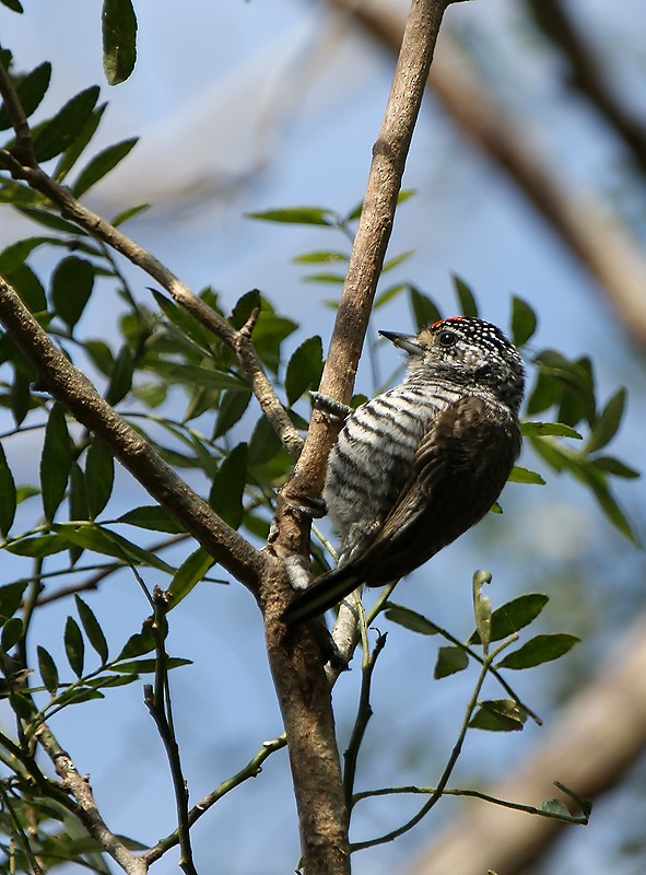 White-barred Piculet - ML643275577