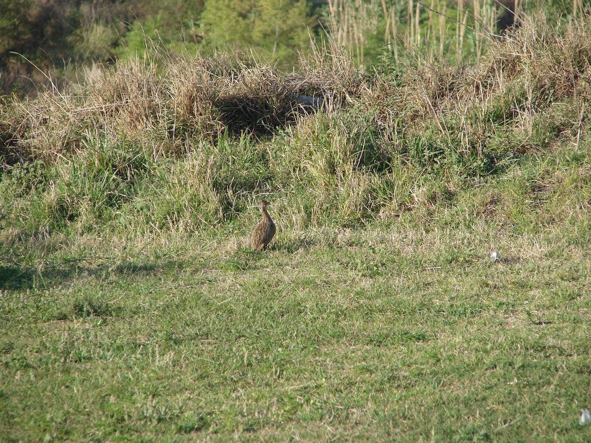 Spotted Nothura - ML643275581