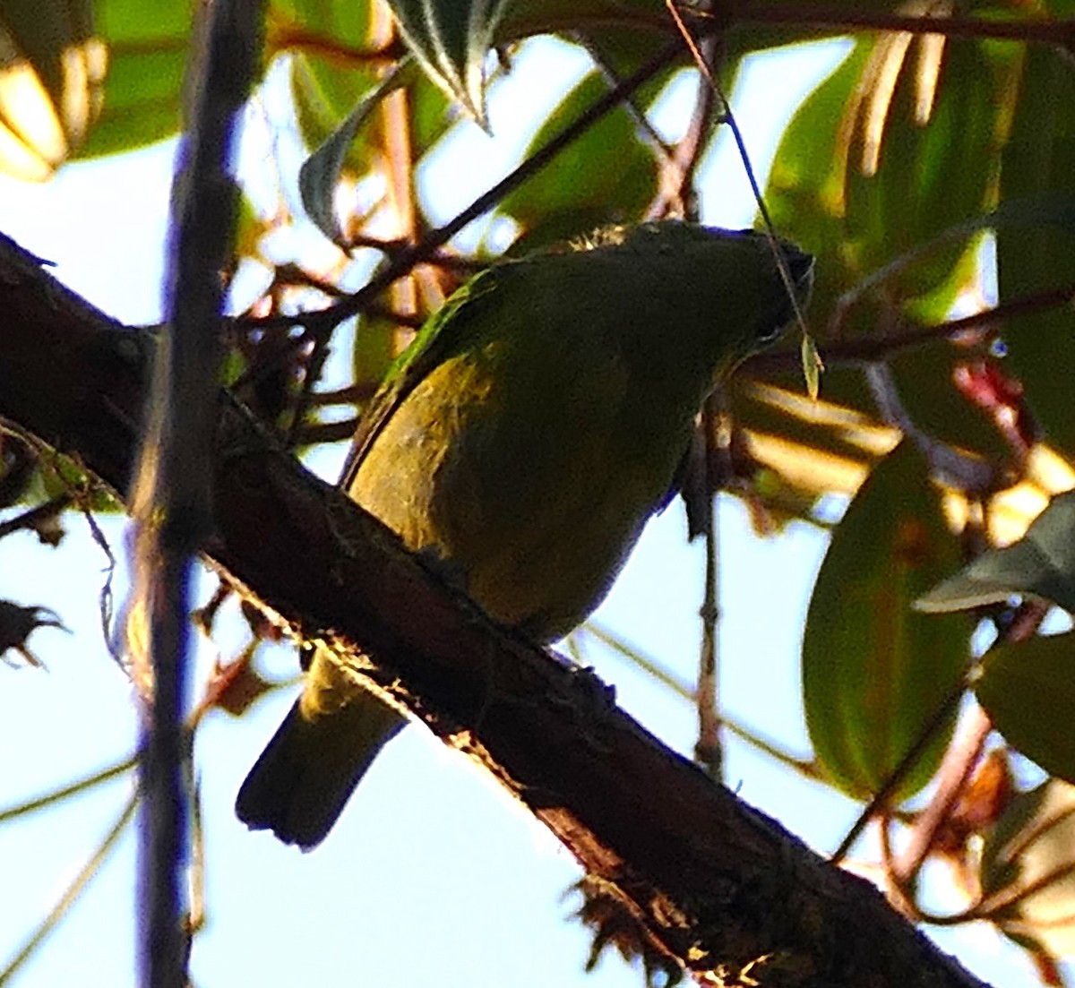 Chestnut-breasted Chlorophonia - ML643275584