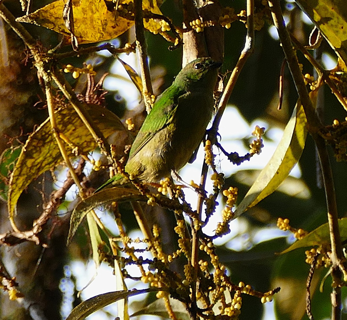 Chestnut-breasted Chlorophonia - ML643275585