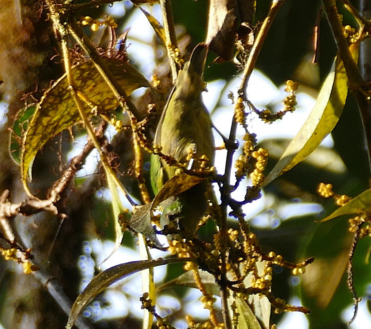 Chestnut-breasted Chlorophonia - ML643275587
