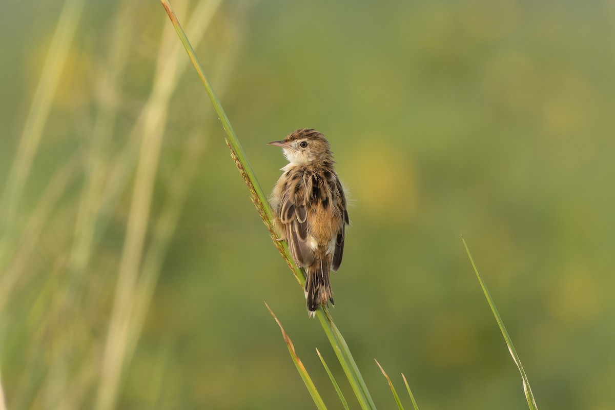 Zitting Cisticola - ML643275594