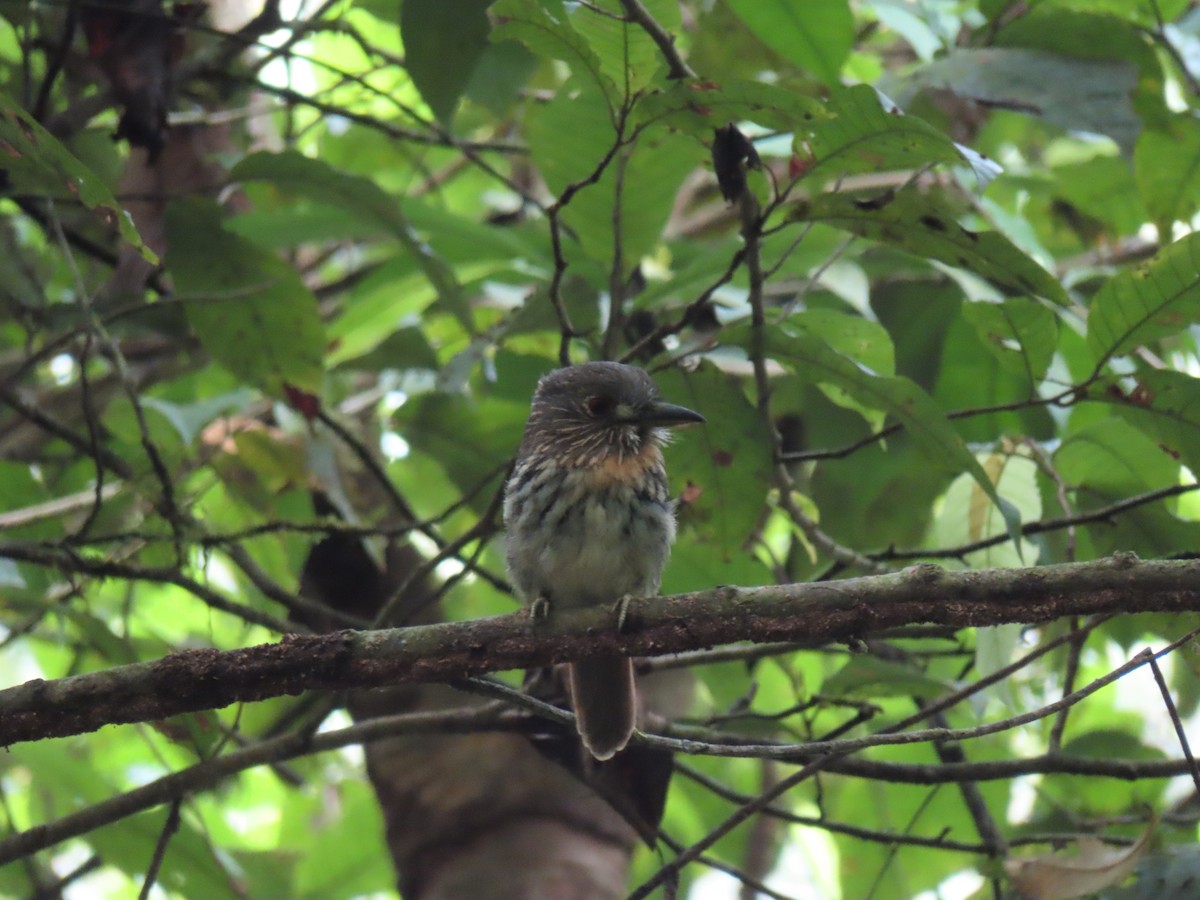 White-whiskered Puffbird - ML643275599