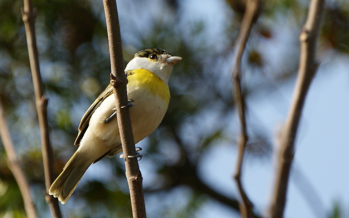 Green-backed Becard - ML643275603