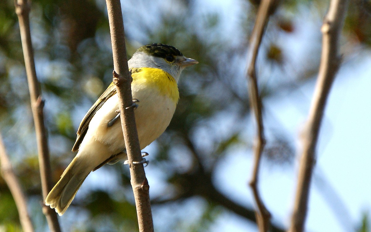 Green-backed Becard - ML643275604