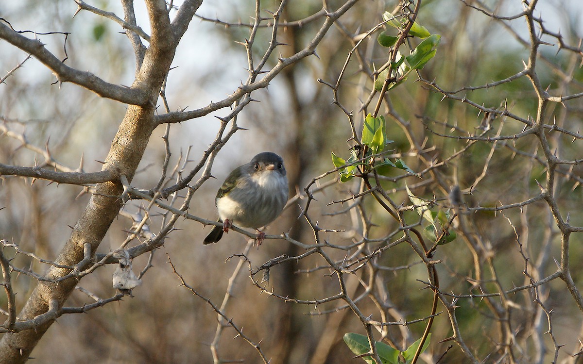 Pearly-vented Tody-Tyrant - ML643275612