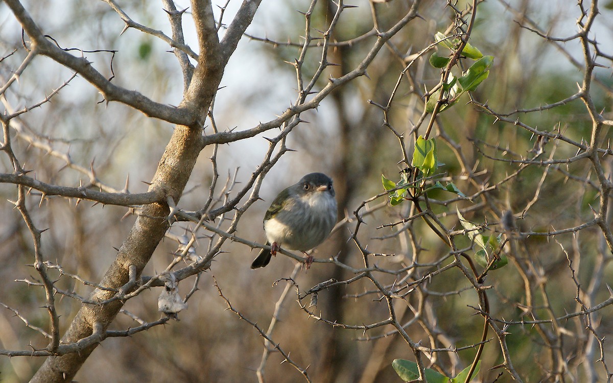 Pearly-vented Tody-Tyrant - ML643275613