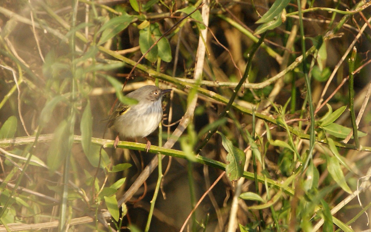 Pearly-vented Tody-Tyrant - ML643275614