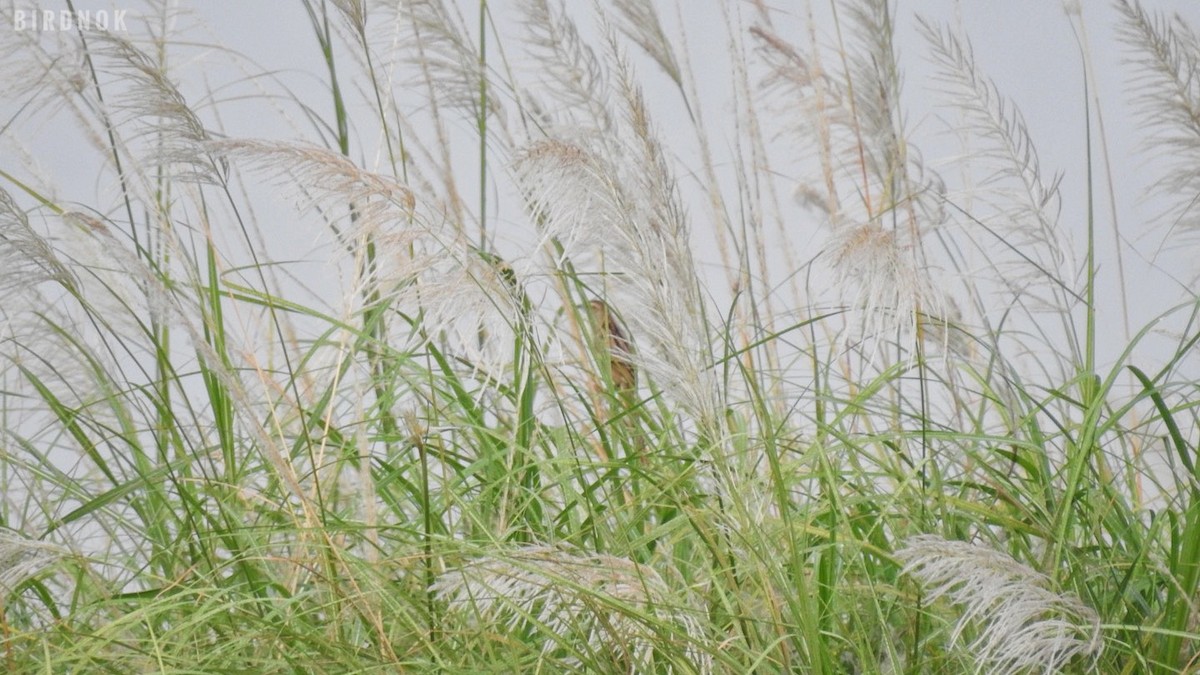 Striated Grassbird - ML643275627