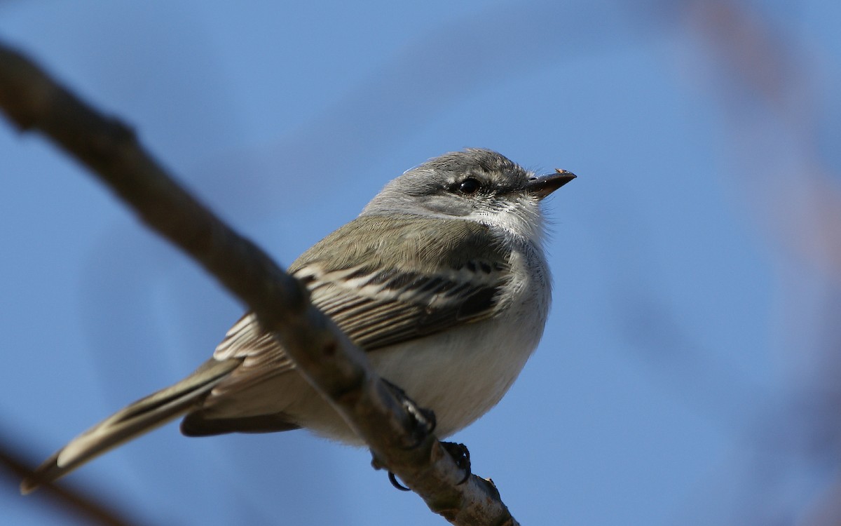 Suiriri Flycatcher - ML643275633