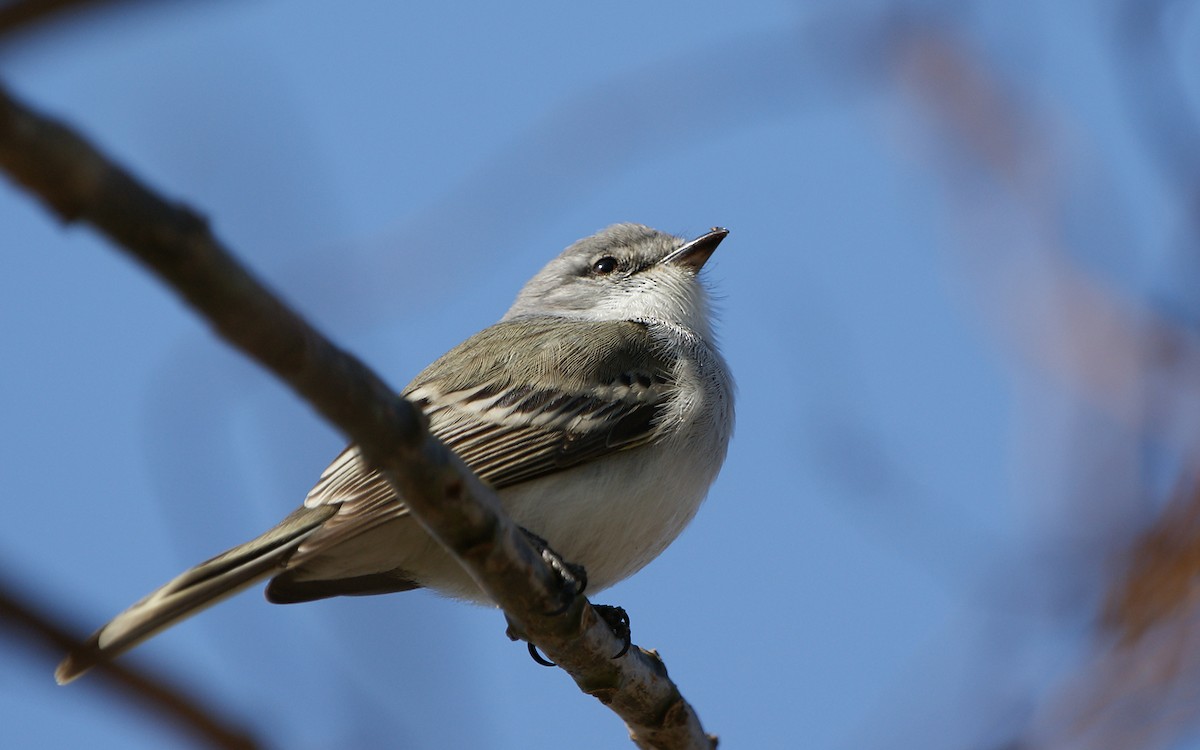 Suiriri Flycatcher - ML643275634