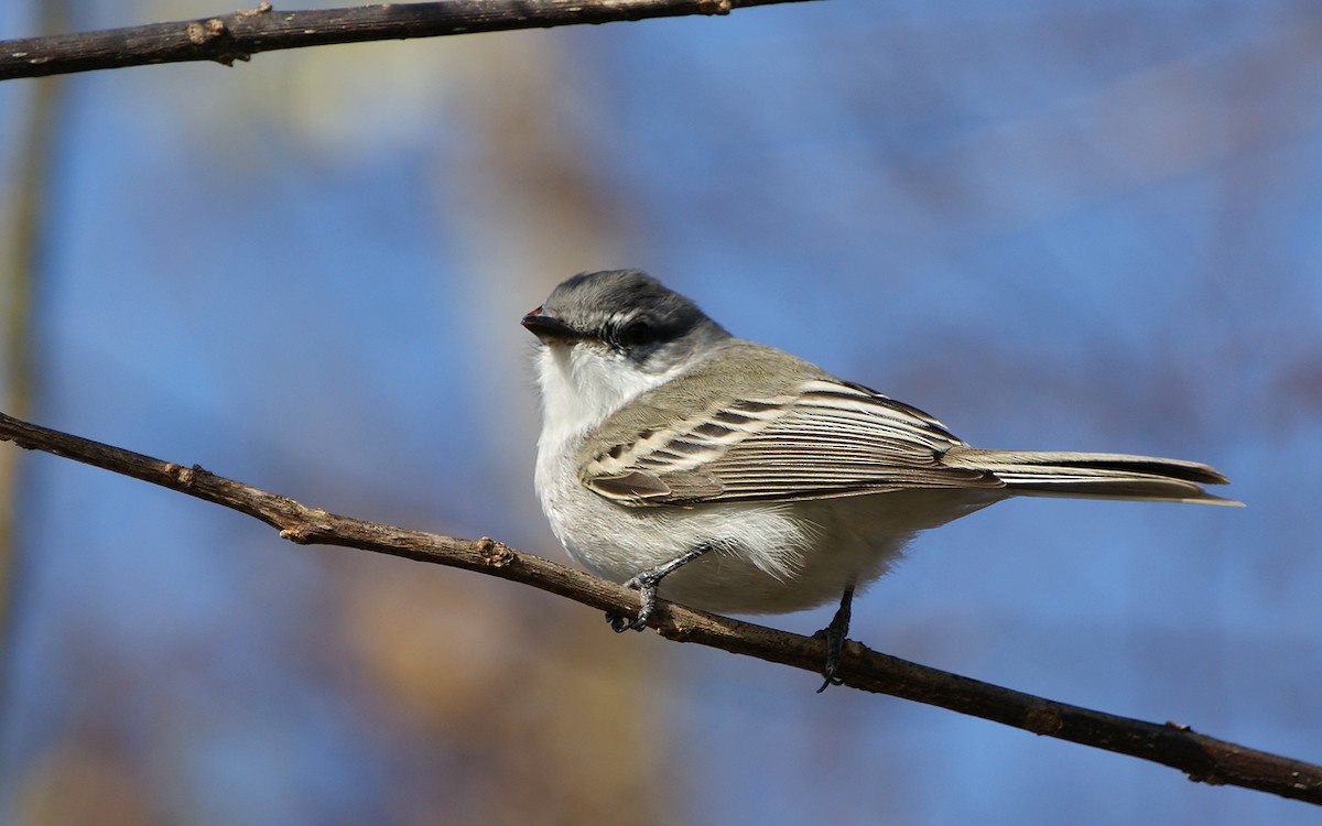Suiriri Flycatcher - ML643275635