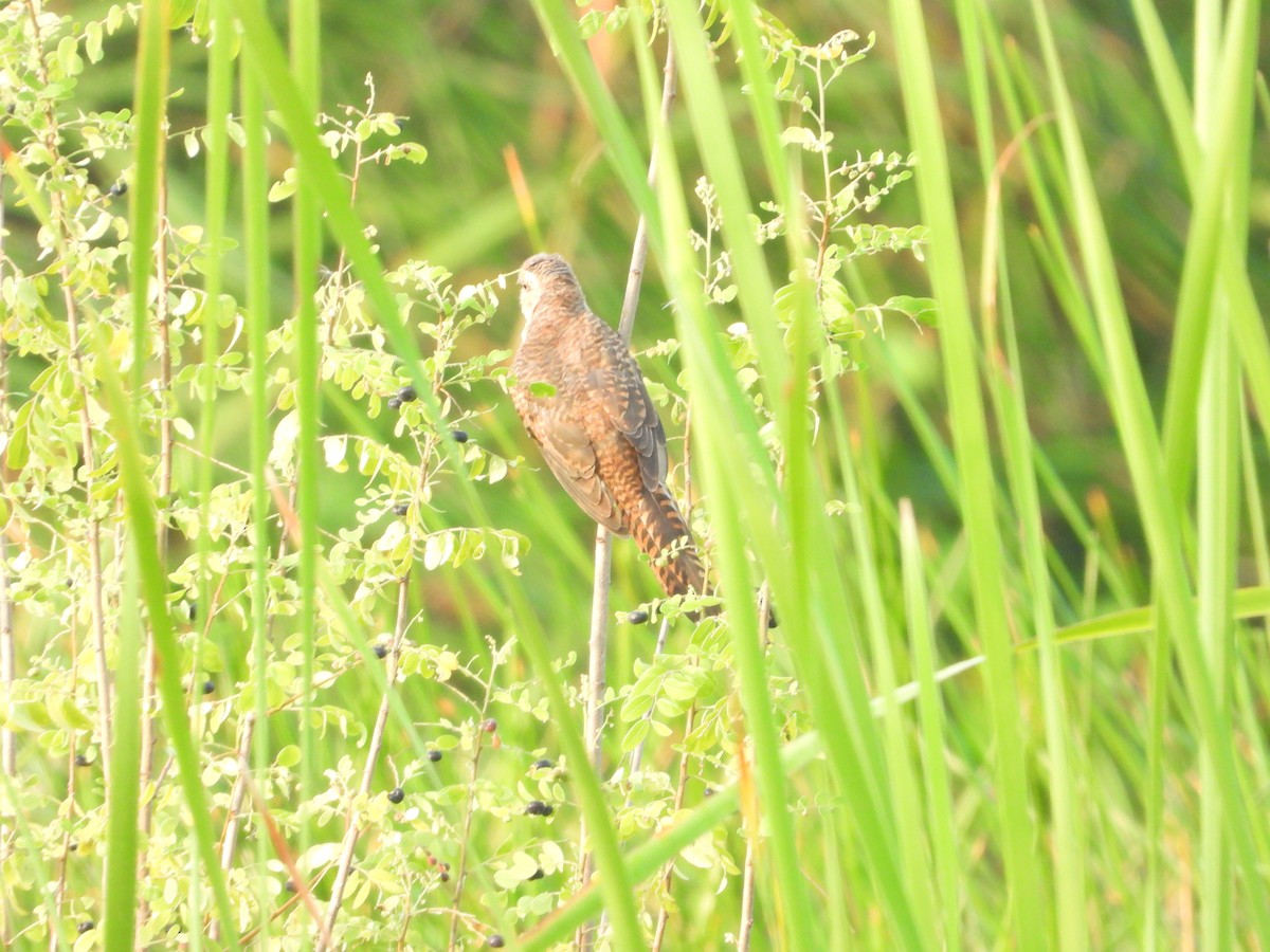 Plaintive Cuckoo - ML643275639