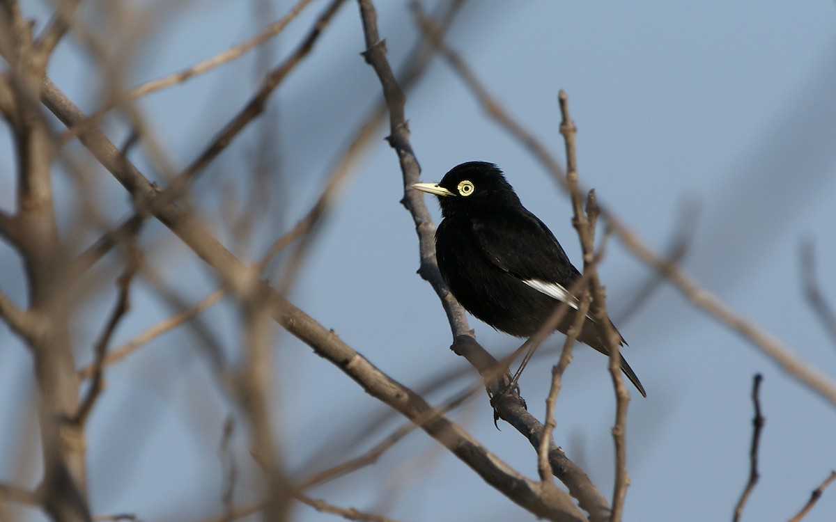 Spectacled Tyrant - ML643275640